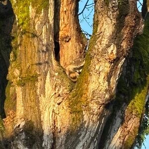 Meet your Posher, Danny